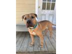 Adopt Apollo a Tan/Yellow/Fawn Mastiff / Pit Bull Terrier / Mixed dog in