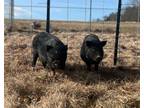 Adopt Charlie and Delta a Pig (Potbellied) farm-type animal in Kerhonkson