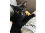 Adopt Midnight a All Black Domestic Shorthair (short coat) cat in Binghamton
