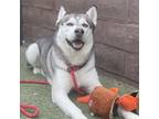 Adopt Sulley a Gray/Silver/Salt & Pepper - with Black Husky / Mixed dog in