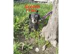 Adopt Scotch a Black - with Gray or Silver Poodle (Standard) / Poodle (Standard)