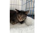 Adopt Samson a Brown Tabby Domestic Mediumhair (medium coat) cat in Houston