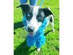 Adopt Rock a White - with Black Border Collie / Mixed dog in Algonquin