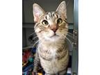 Adopt Dil Pickles a Brown or Chocolate Domestic Shorthair / Domestic Shorthair /