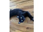 Adopt Bubba (m) a All Black Domestic Shorthair (short coat) cat in Fresh