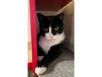 Adopt Flap (LE) a Black & White or Tuxedo Domestic Shorthair (short coat) cat in