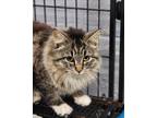 Adopt Harleigh a Tiger Striped Domestic Shorthair cat in Whiteville