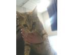 Adopt Diamond a Tortoiseshell Domestic Shorthair cat in Whiteville