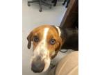 Adopt Smiley Miley a Tricolor (Tan/Brown & Black & White) Hound (Unknown Type) /