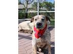 Adopt Mack a White - with Red, Golden, Orange or Chestnut Australian Cattle Dog