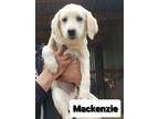 Adopt Mackenzie a White Great Pyrenees / German Shepherd Dog / Mixed dog in
