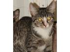 Adopt Baxter a Gray, Blue or Silver Tabby Domestic Shorthair (short coat) cat in