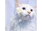 Adopt Gizmo a Orange or Red Siamese / Mixed cat in Casa Grande, AZ (37622917)