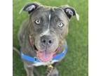 Adopt Flora a Gray/Blue/Silver/Salt & Pepper Pit Bull Terrier / Mixed dog in