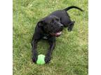 Adopt Iggy Pop a Black - with White Shar Pei / Terrier (Unknown Type