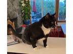 Adopt Chuck a All Black Domestic Shorthair / Domestic Shorthair / Mixed cat in