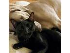 Adopt Moe a All Black Domestic Mediumhair / Mixed cat in Helotes, TX (32432049)