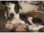 Adopt Asunda a Black - with White Pit Bull Terrier / Mixed dog in Indianapolis