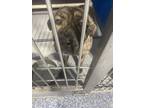 Adopt Rambo a Brindle Mixed Breed (Medium) dog in Whiteville, NC (37797183)