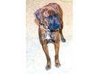 Adopt SOLAR a Brindle Boxer / Mixed dog in Kuna, ID (37734795)