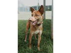 Adopt Toby a Tan/Yellow/Fawn Pointer / Mixed dog in St. Catharines