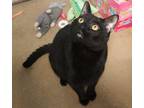 Adopt Versace a Black (Mostly) Domestic Shorthair (short coat) cat in Forked