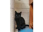 Adopt Silverwing a All Black Domestic Shorthair / Domestic Shorthair / Mixed cat