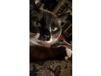 Adopt Bert a Spotted Tabby/Leopard Spotted Snowshoe / Mixed (short coat) cat in