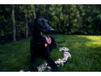 Adopt Luna a Black Labrador Retriever / Mixed dog in Los Angeles, CA (37656115)