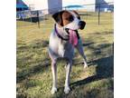 Adopt Andre a White Pointer / Mixed Breed (Large) / Mixed dog in Dallas