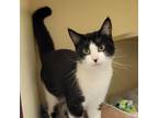 Adopt Izabelle a All Black Domestic Shorthair / Mixed cat in Waynesboro
