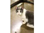 Adopt Duchess a White (Mostly) Domestic Shorthair (short coat) cat in Fallbrook