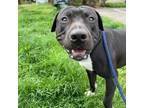 Adopt Donte a Black Mixed Breed (Large) / Mixed dog in Philadelphia