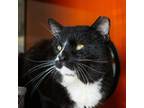 Adopt Wilson a All Black Domestic Shorthair / Mixed cat in Morgan Hill