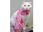 Adopt Bagel a White Domestic Shorthair / Domestic Shorthair / Mixed cat in