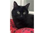 Adopt Will Feral a All Black Domestic Shorthair / Domestic Shorthair / Mixed cat