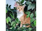 Adopt Rocky a Orange or Red (Mostly) Domestic Shorthair (short coat) cat in New