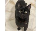 Adopt Nala a All Black Domestic Shorthair / Mixed cat in Buffalo, MN (37687440)
