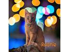 Adopt Ralphie a Orange or Red Tabby Domestic Shorthair / Mixed (short coat) cat