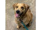 Adopt Lilah a Mixed Breed (Medium) / Mixed dog in Jonesboro, AR (37847872)