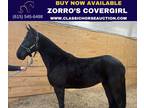 Registered Twh Show Ready Mare