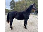 Pretty black mare