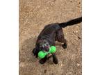 Adopt Scully a Black Labrador Retriever / Spaniel (Unknown Type) dog in