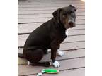 Adopt Austyn a American Staffordshire Terrier / Labrador Retriever dog in