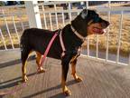 Adopt Lucy a Black Rottweiler / Mixed dog in Sidney, NE (37611571)