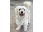 Adopt Gregory a White Coton de Tulear / Mixed Breed (Medium) dog in Sidney