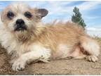 Adopt Paige a Westie, West Highland White Terrier / Jack Russell Terrier dog in