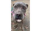 Adopt Cassidy a American Pit Bull Terrier / Mixed Breed (Medium) dog in Sidney