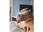 Adopt Atticus a Pit Bull Terrier / Mixed Breed (Medium) dog in Sidney