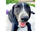 Adopt Abbott a Black - with White Labrador Retriever / Hound (Unknown Type) dog